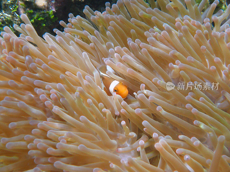 海葵中的橙色小丑鱼(Amphiprion percula)